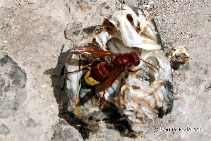 Vespa crabro.jpg - Vespa crabro